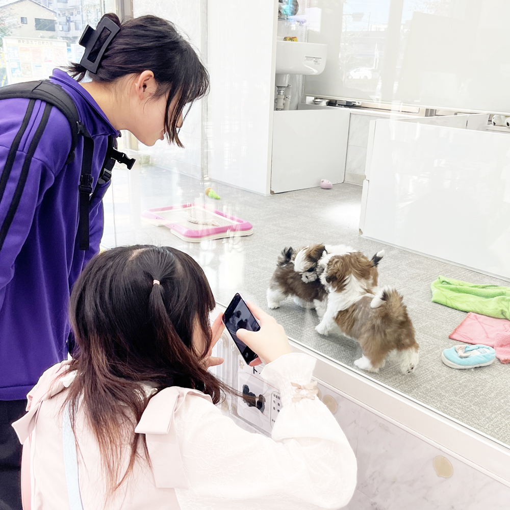 モデル犬のトレーディングカード♪